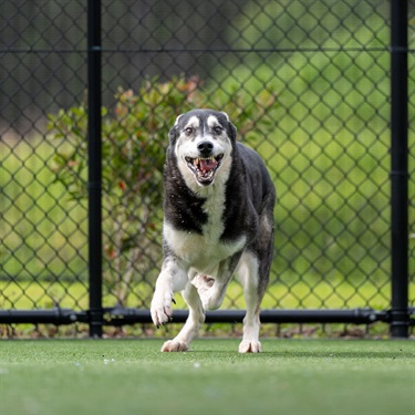 Large Wolf Grey and White Alaskan Malamute type dog