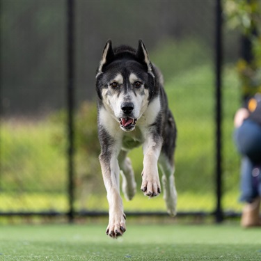Large Wolf Grey and White Alaskan Malamute type dog