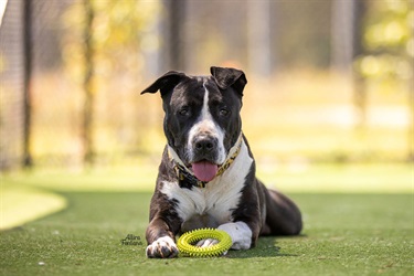 Large Black and White American Staffy type dog
