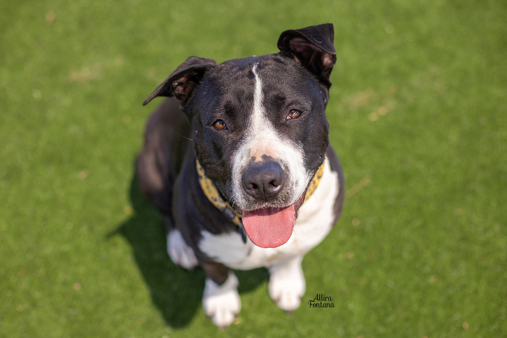 Large Black and White American Staffy type dog