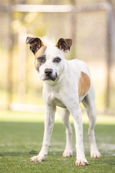 Large White, Tan and Black Staffy x
