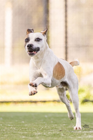Large White, Tan and Black Staffy x