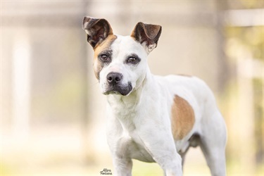 Large White, Tan and Black Staffy x