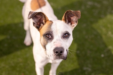 Large White, Tan and Black Staffy x