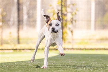 Large White, Tan and Black Staffy x