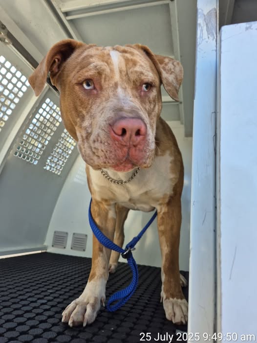 Large Bully X Merle Type Dog.