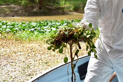 Contractor with a sample of frogbit weed in De Freitas wetland