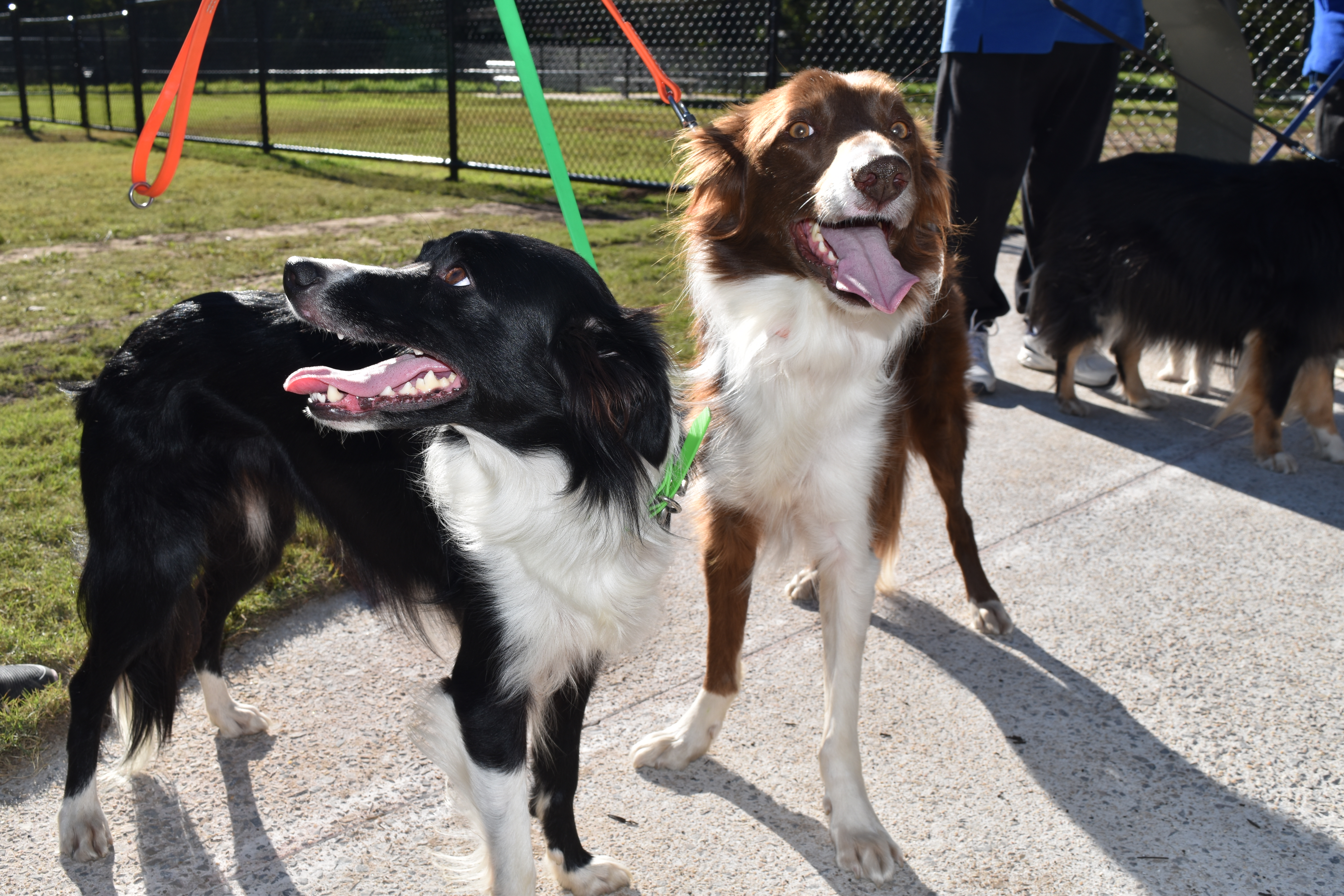 Fairfield border collies cheap