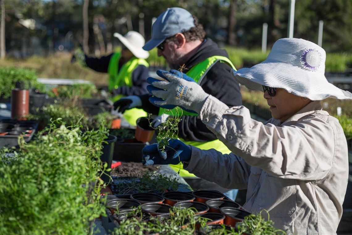 volunteers working with plants 