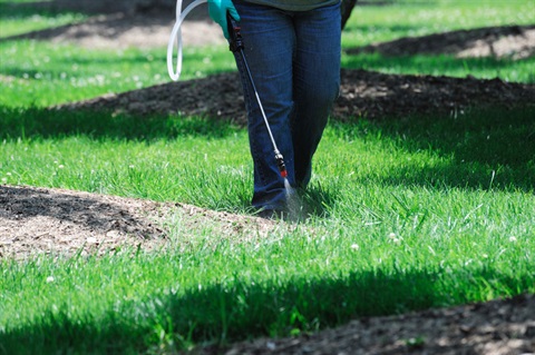 Weeds being sprayed with pesticide-herbicide