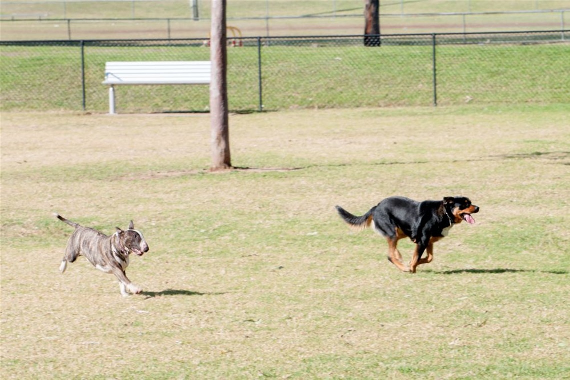Dogs running in off-leash area in King Park