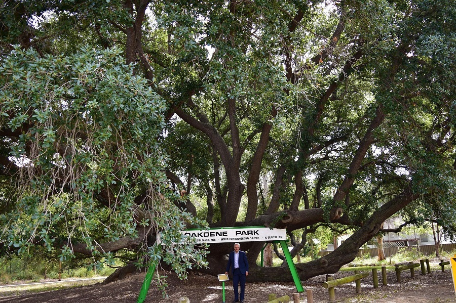 Mayor Frank Carbone smiling and posing in front of the Bland Oak Tree at Oakdene Park