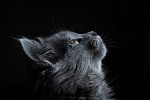 cat looking up 