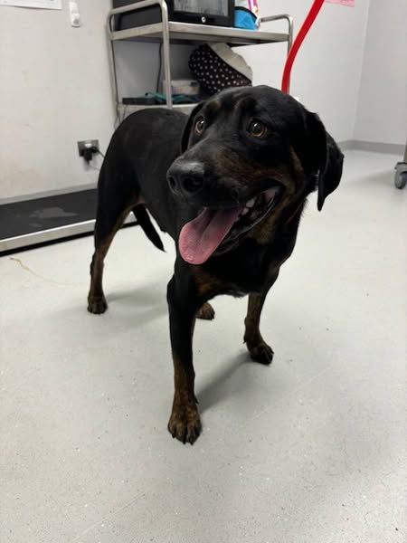 Large Black Staffy x Rotti Type Dog 