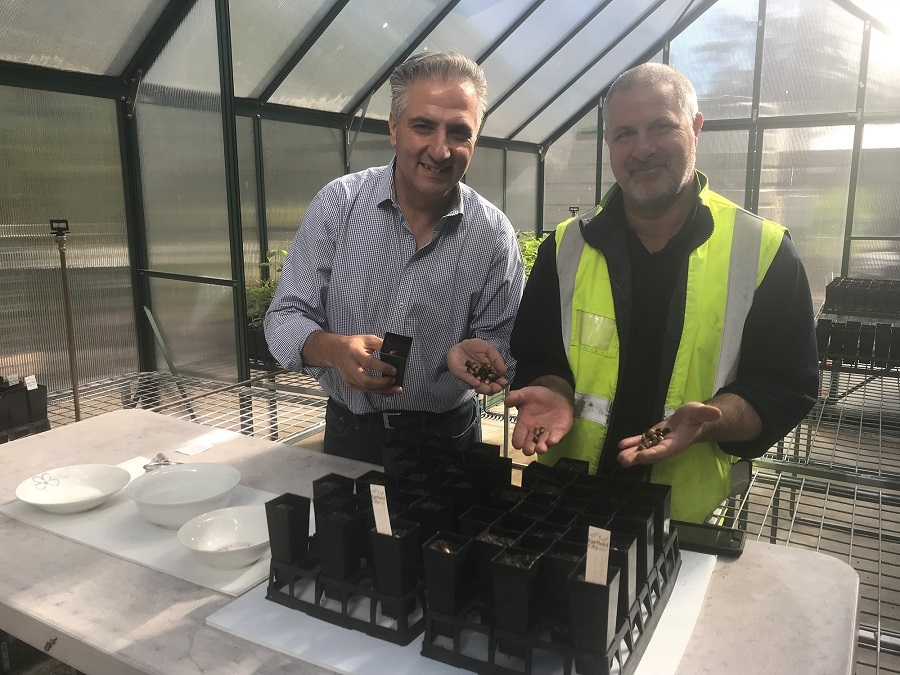 Mayor Frank Carbone and the Community Nursery Coordinator smiling and posing while holding Bland Oak acorns in their palms 